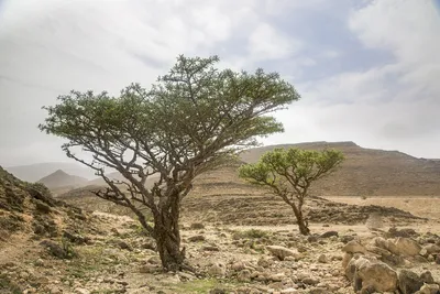 Weihrauchbäume in Dhofar