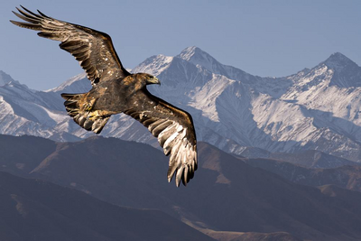 Adler im Tien Shan Gebirge Bishkek, Kirgistan Rundreise