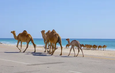 Die Weihrauchstraße im Oman: Wilde Kamele in Dhofar
