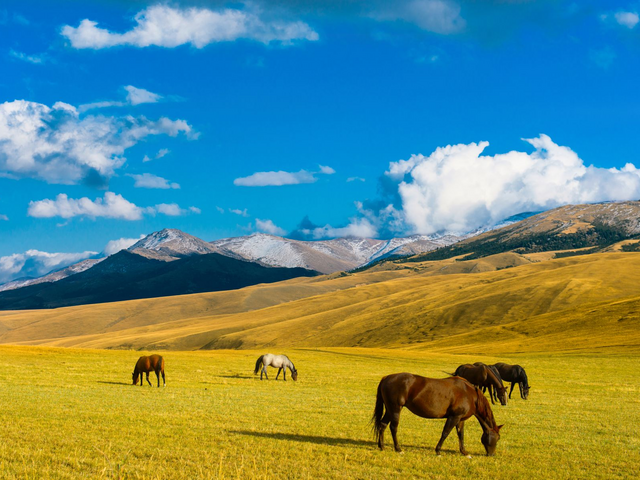 Pferde, Steppe nahe Almaty, Kasachstan Reise