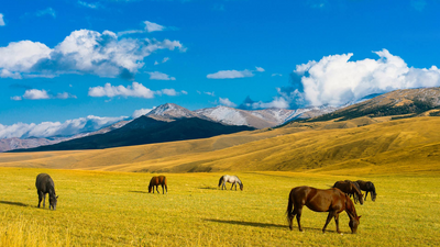 Pferde auf der Steppe, Almaty City, Kasachstan Rundreise