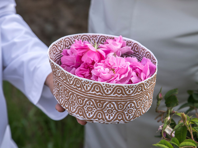 Rosenblüten, Jebel Akhdar, Oman Reisen