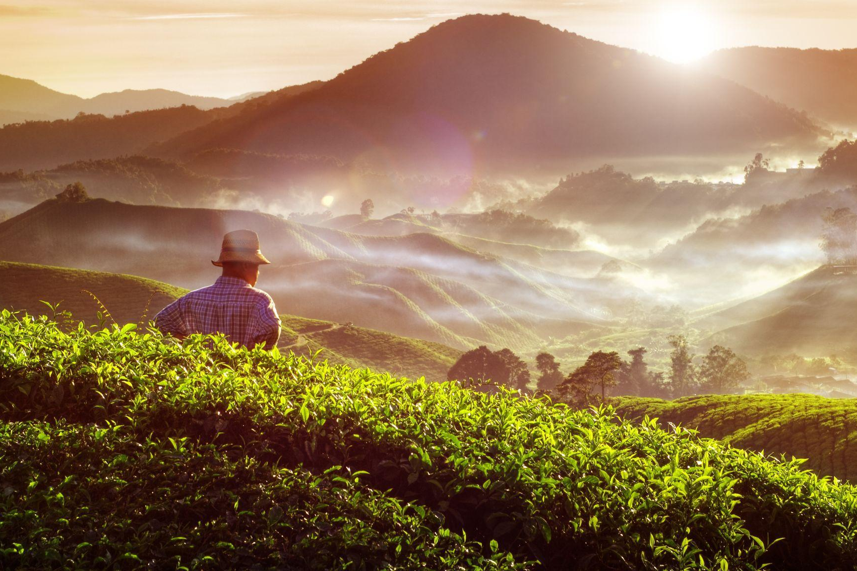 Farmer auf einer Teeplantage, Malaysia Reisen