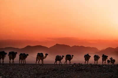 Karawane, Kamele, Sonnenuntergang, Usbekistan und Turkmenistan Rundreise