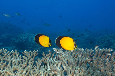 Melon Butterflyfish, Daymaniat Islands, Oman Reise