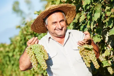 Weinbauer in Kachetien