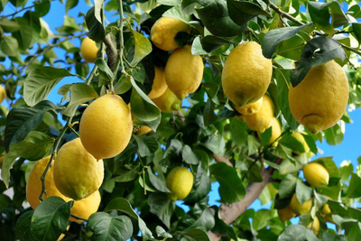 Zitronenbäume in Tabas, Iran Reise