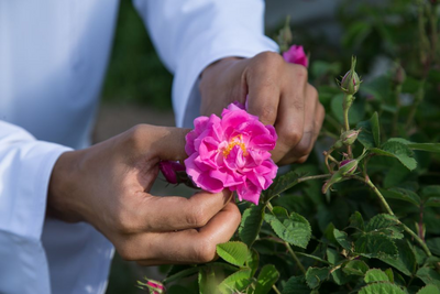 Damaszener Rose, Saiq Plateau, Oman Reise