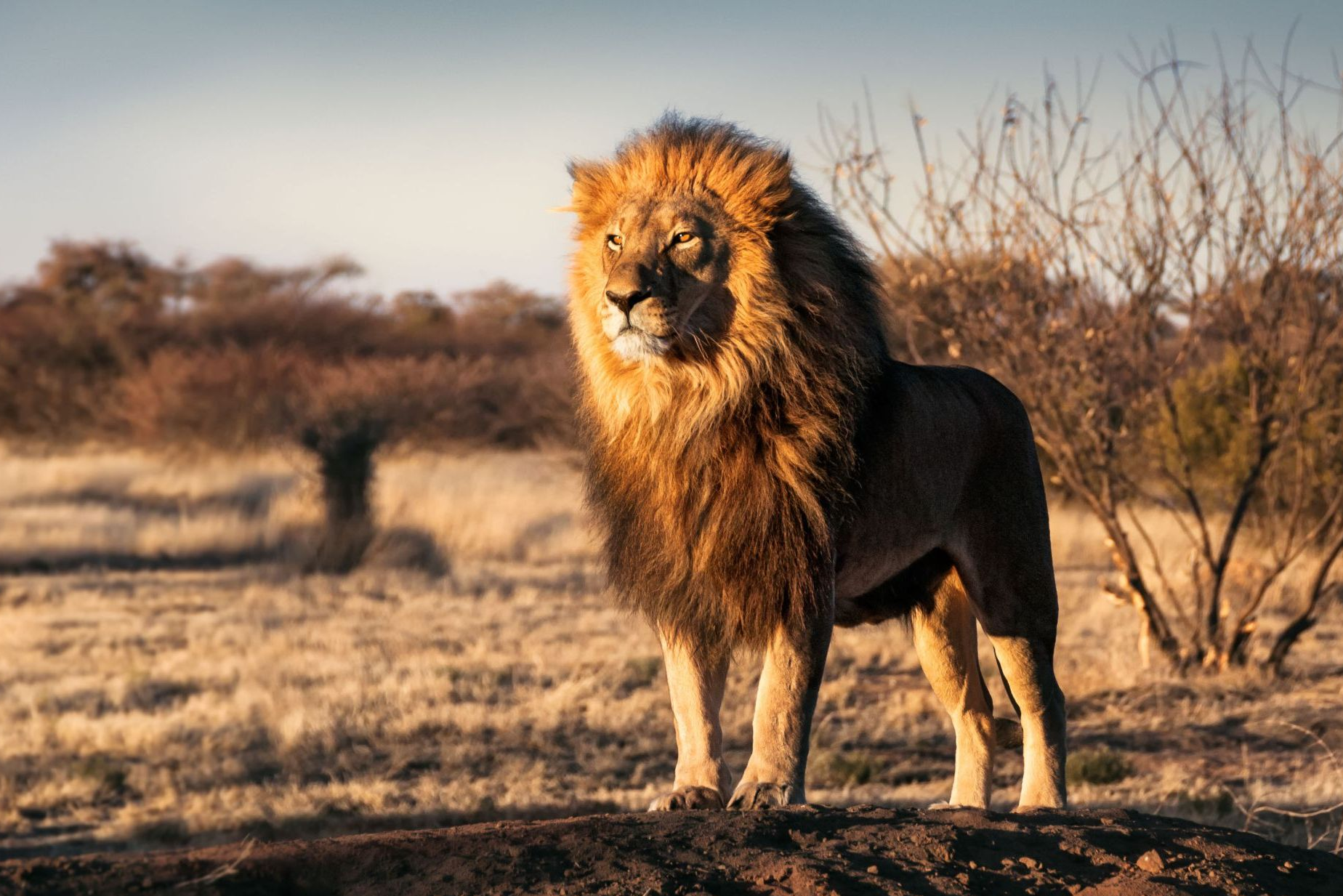 Löwe in Afrika, Africa Royal Tours