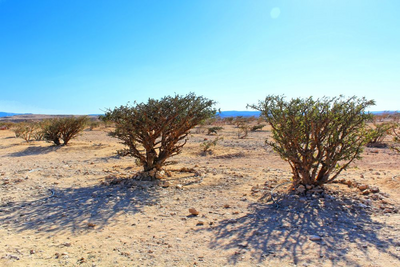 Weihrauchbäume, Whadi Dawkah, Salalah, Oman Rundreise