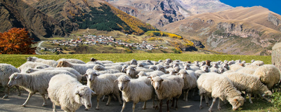 Schafsherde in der Kazbegi, Georgien Privatreise